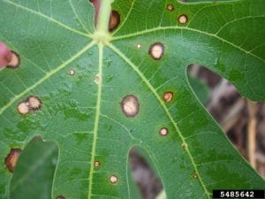 Diseases in Okra plant - Homecrop